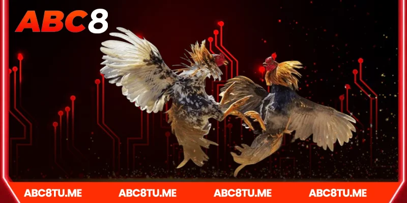 Giới Thiệu Về Đá gà campuchia Tại Abc8