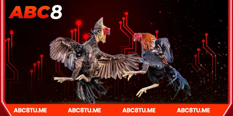 Giới thiệu sơ lược về đá gà Abc8