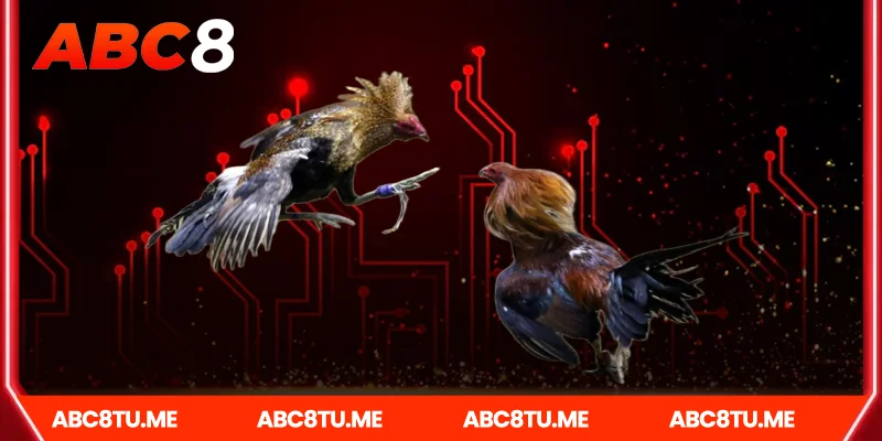 Lý Do Đá gà campuchia Ở Abc8 Hấp Dẫn Người Chơi